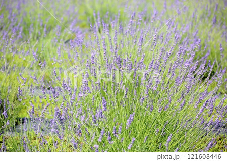 爽やか ラベンダーの花 爽やか ラベンダーの花 121608446