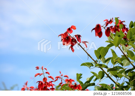 鮮やか アメリカデイゴの花 鮮やか アメリカデイゴの花 121608506