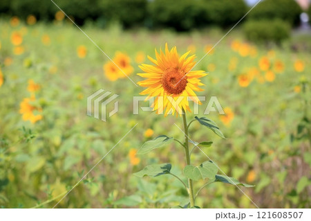 明るい　ヒマワリの花 121608507