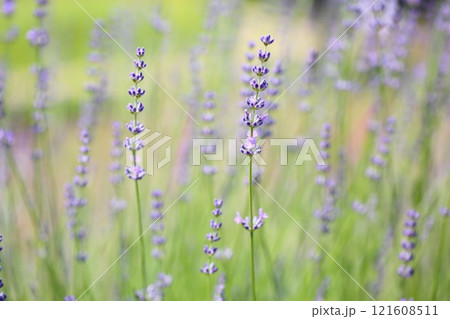 爽やか　ラベンダーの花 121608511