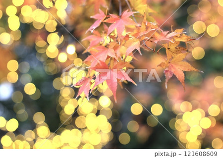 紅葉 121608609