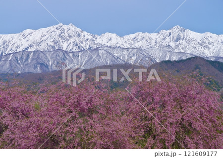春の信州小川村の桜と残雪の北アルプス・鹿島槍ヶ岳 121609177
