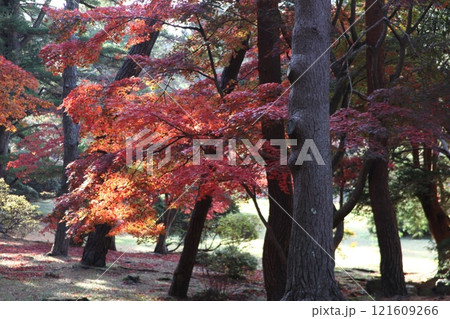 紅葉風景_香雪園_函館 紅葉風景_香雪園_函館 121609266