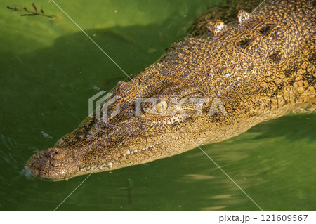 Saltwater Crocodile Saltwater Crocodile 121609567
