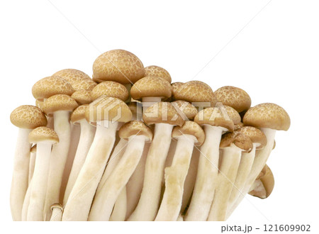 Japanese food golden needle mushroom vegetable on transparent 121609902