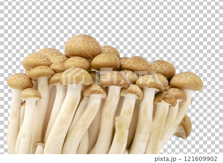 Japanese food golden needle mushroom vegetable on transparent 121609902