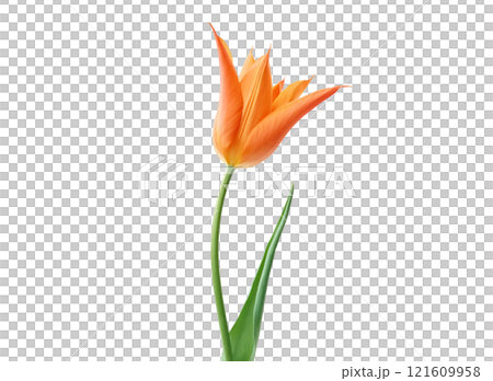 Single orange flora and green leave 121609958
