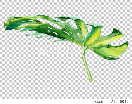 Isolated watercolor green monstera deliciosa plant leaf deocration 121610010