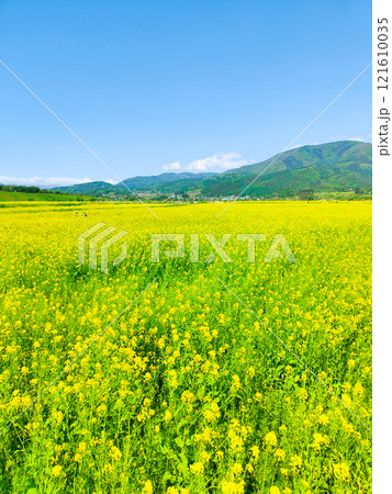 飯山市・常盤菜の花畑 飯山市・常盤菜の花畑 121610035