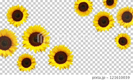 The yellow sunflowers on transparent background 121610039