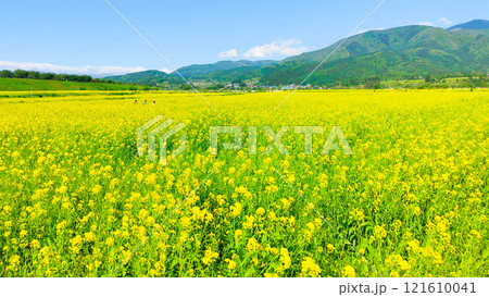 飯山市・常盤菜の花畑 飯山市・常盤菜の花畑 121610041