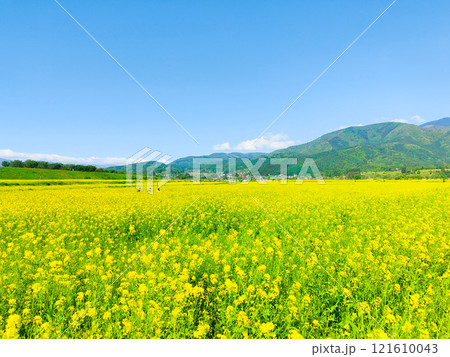 飯山市・常盤菜の花畑 飯山市・常盤菜の花畑 121610043