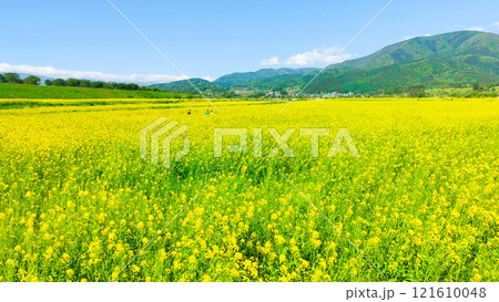 飯山市・常盤菜の花畑 飯山市・常盤菜の花畑 121610048