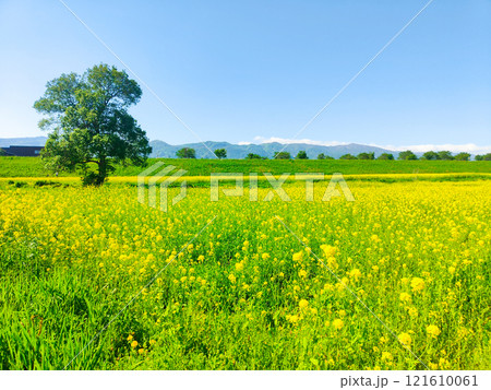 飯山市・常盤菜の花畑 飯山市・常盤菜の花畑 121610061
