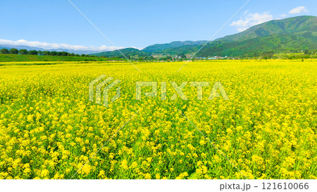 飯山市・常盤菜の花畑 飯山市・常盤菜の花畑 121610066