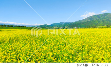 飯山市・常盤菜の花畑 飯山市・常盤菜の花畑 121610075