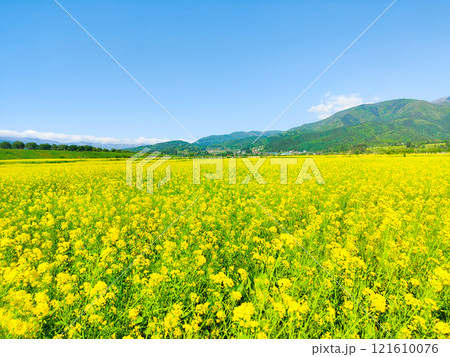 飯山市・常盤菜の花畑 飯山市・常盤菜の花畑 121610076