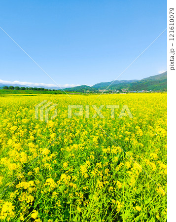 飯山市・常盤菜の花畑 飯山市・常盤菜の花畑 121610079