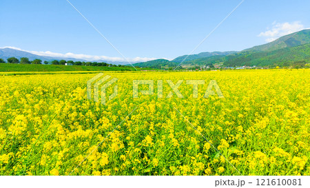 飯山市・常盤菜の花畑 飯山市・常盤菜の花畑 121610081