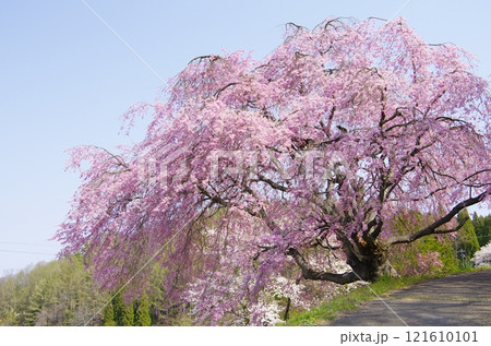 信州小川村の番所の桜 121610101
