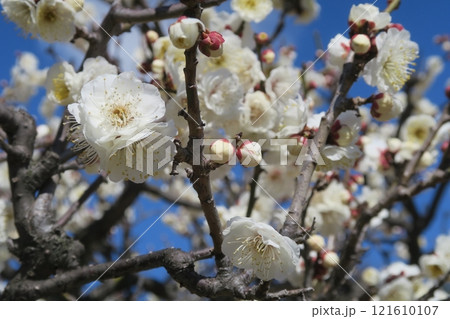 見頃の白梅 121610107