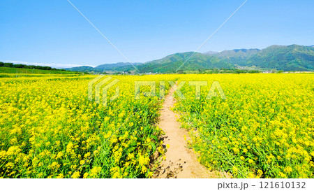 飯山市・常盤菜の花畑 121610132