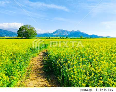 飯山市・常盤菜の花畑 121610135