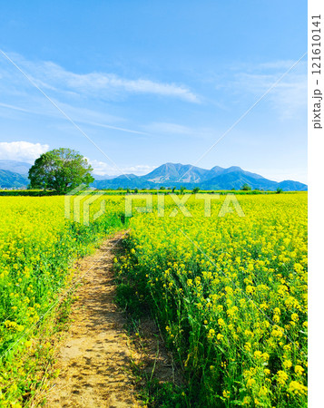 飯山市・常盤菜の花畑 飯山市・常盤菜の花畑 121610141