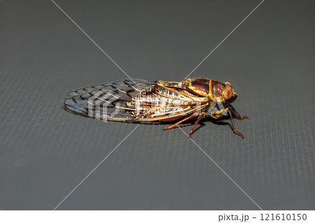 A colourful and noisy Cicada resting in the sunshine A colourful and noisy Cicada resting in the sunshine 121610150