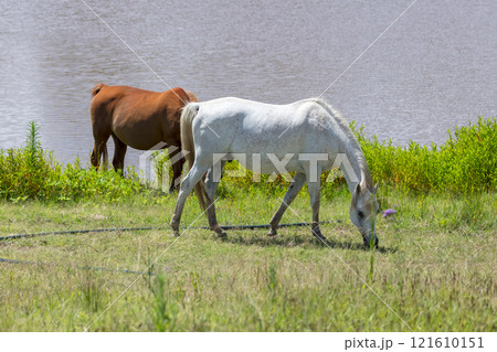 Horses grazing in a field near an irrigation dam Horses grazing in a field near an irrigation dam 121610151