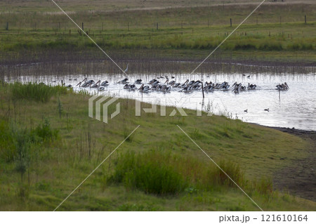 Pelicans feeding on a tranquil lake in a large meadow Pelicans feeding on a tranquil lake in a large meadow 121610164