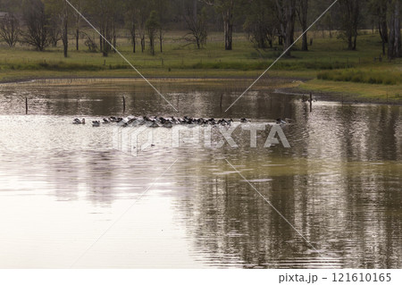 Pelicans feeding on a tranquil lake in a large meadow Pelicans feeding on a tranquil lake in a large meadow 121610165