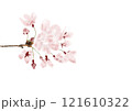 春の桃色の桜の枝 121610322