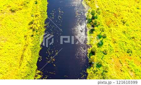 Florida grasslands and Everglades lush swamp ecosystem highlighting its beauty 121610399