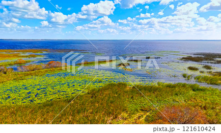 Florida grasslands and Everglades lush swamp ecosystem highlighting its beauty 121610424