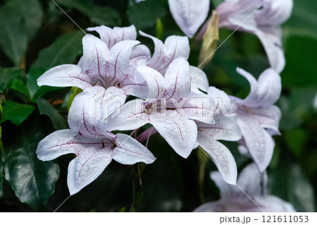 Azistasia macaya bella - flowers of a rare tropical plant 121611053
