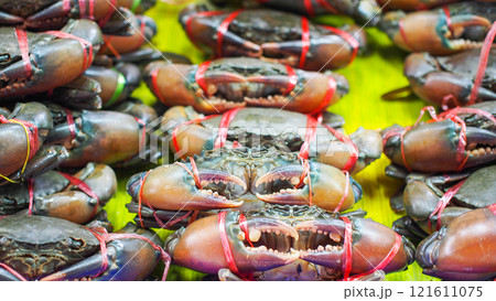 An image showing a selection of large crabs, bound with colorful red and yellow strings, displayed on a vibrant green surface, emphasizing their dark shells and prominent claws. An image showing a selection of large crabs, bound with colorful red and yellow strings, displayed on a vibrant green surface, emphasizing their dark shells and prominent claws. 121611075