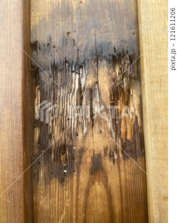 シロアリ 121611206