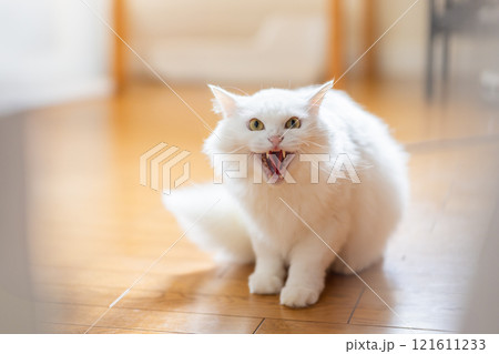 威嚇する猫 121611233