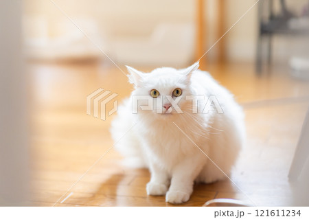警戒する猫 121611234