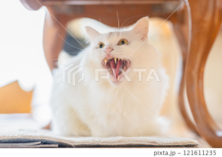 威嚇する猫 威嚇する猫 121611235