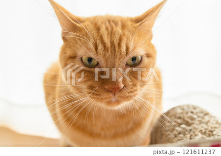 不機嫌な猫 121611237