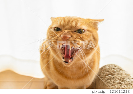 威嚇する猫 121611238