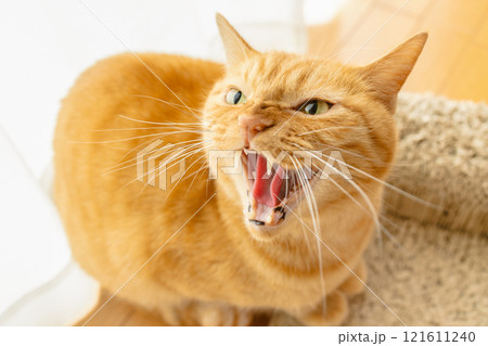 威嚇する猫 121611240