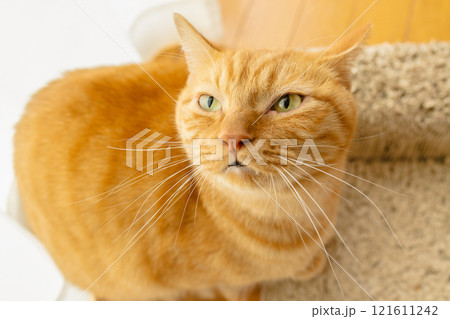 室内飼いの猫 室内飼いの猫 121611242