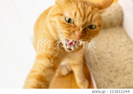 威嚇する猫 121611244
