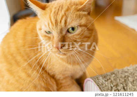 室内飼いの猫 121611245