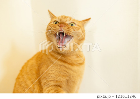 威嚇する猫 威嚇する猫 121611246