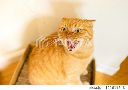 威嚇する猫 威嚇する猫 121611248