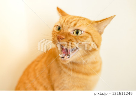 威嚇する猫 威嚇する猫 121611249